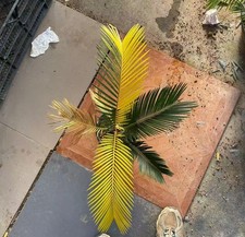 Cycas revoluta Thunb Giardino