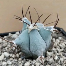 Echinocactus ingens