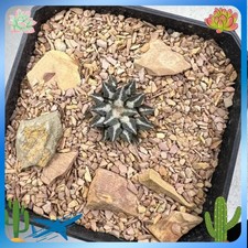 1CM Succulent Cactus Plant