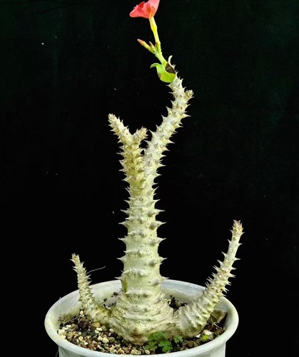 Pachypodium baronii