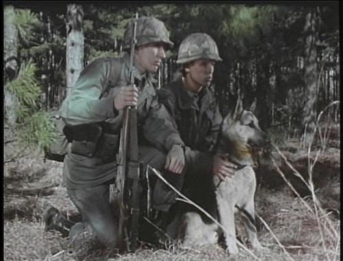 Military dog scout - scout,