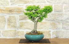 Bonsai di Acero Palmato