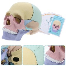 Teschio Per Studio Anatomia