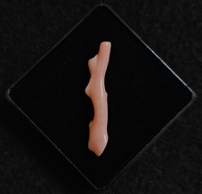 Campione Grezzo Di Corallo