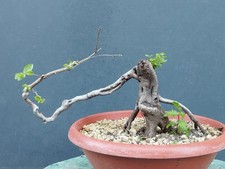 Pre Bonsai Carpino Nero