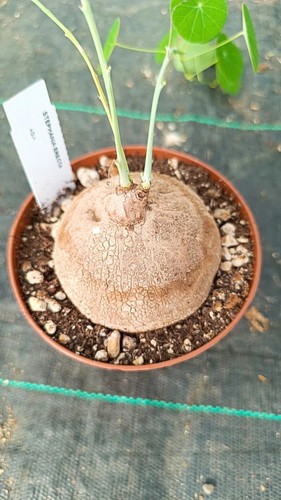 Staphania erecta succulente