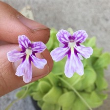 Pinguicula sp. Tonala "ANPA A"