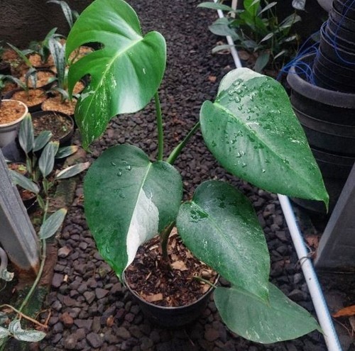 Monstera variegata tigre