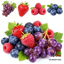 1003+ Semi di Frutta Fresca