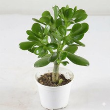 Crassula Ovata Pianta Grassa