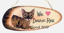 Devon Rex cat We Love from