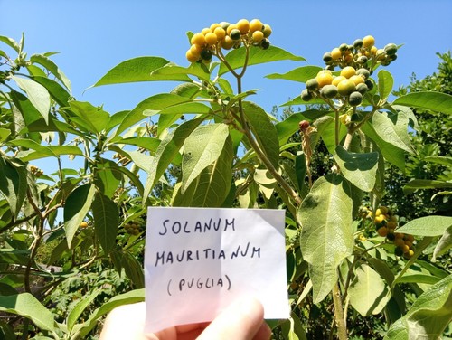 500 semi solanum mauritianum - 500,