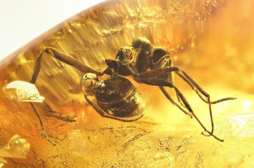 Grande formica formicidae - grande,
