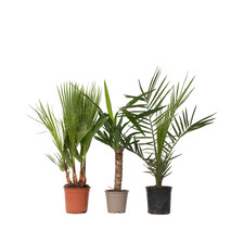 3 Miscela di palme per interni Indoor Palmmix 50cm Palma da interno