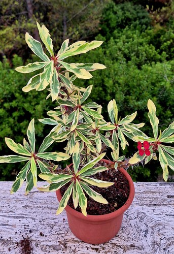 Euphorbia milii variegata - euphorbia,