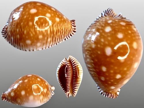 Cypraea guttata guttata