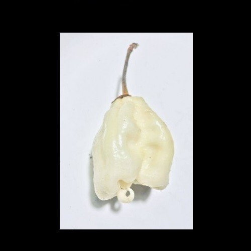Bianco carolina reaper semi - reaper, 5