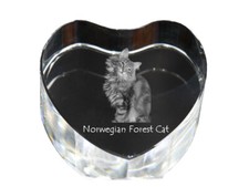 Gatto delle foreste norvegesi