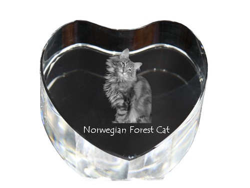 Gatto delle foreste - , norvegesi