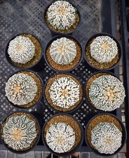 Astrophytum asterias super - astrophytum,