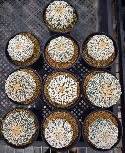 Astrophytum asterias super - astrophytum, 'super