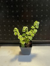 Piante Da Terrario Tropicale Umido.