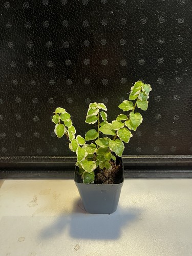 Piante terrario tropicale - da,