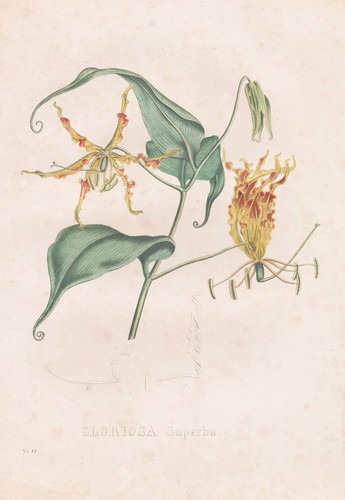 Gloriosa superba gigli - gloriosa,