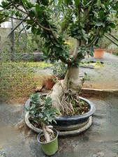 Esemplare Di Ficus Bonsai