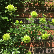 Rosa Rampicante Verde – 30 Semi – Rampicante a Fiore Verde, Vigoroso, Ideale per