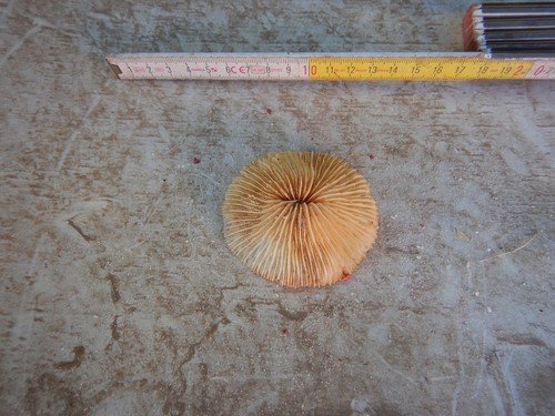 Conchiglia shell madrepora - shell,