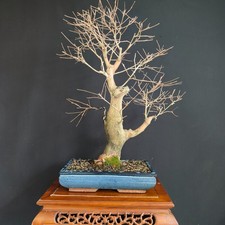 PRE BONSAI ESEMPLARE  DI GELSO