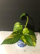 GOLDEN PATHOS INDOOR/OUTDOOR