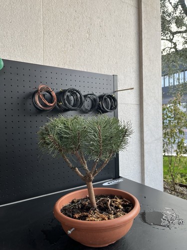 Kentis bonsai pino mugo - mugo,