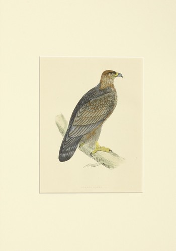 Ornitologia aquila reale - ornitologia,