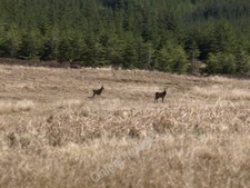 Photo 6x4 deer octomore - by,