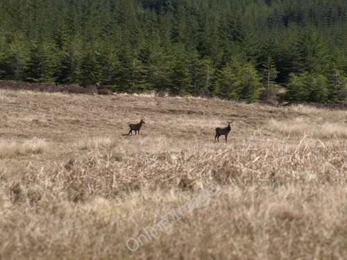 Photo 6x4 deer - 6x4, octomore