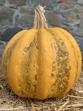 Zucca Tonda Padana 20 Semi