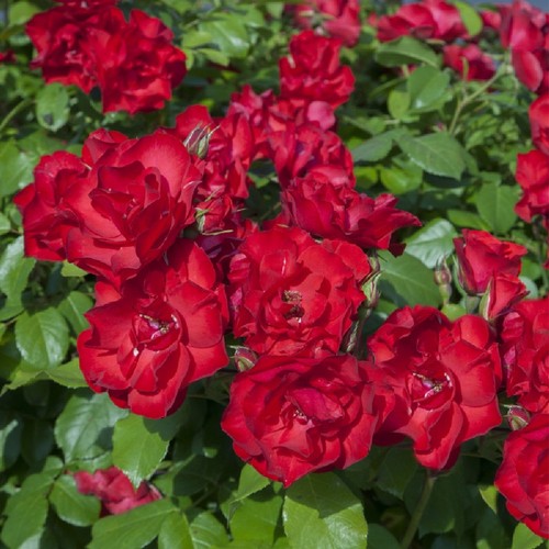 Pianta rosa sevillana - la,