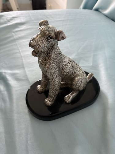 Versilberte terrier - versilberte,