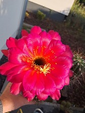 Ibrido di Trichocereus