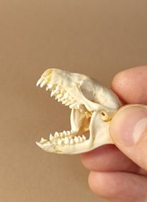 Taxidermy, Cabinet De