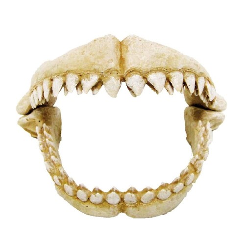 Amtra denti squalo - denti,