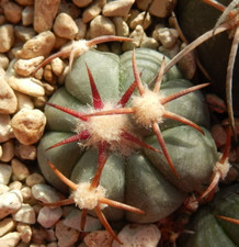 Echinocactus horizonthalonius