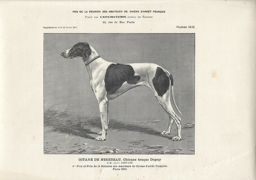 Stampa antica cane razza - antica,