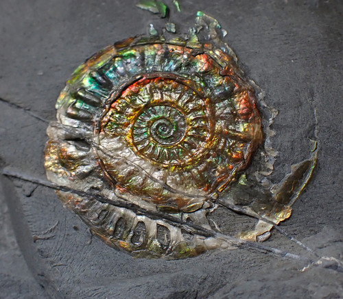 Juvenile iridescent caloceras - juvenile,