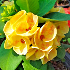 Corona di Spine Setthiangthong Pianta di Cristo Spina Euphorbia Milii Thai Alto 5''