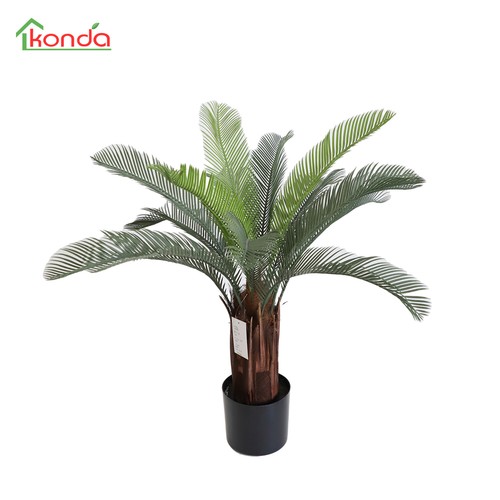 503319 4 pianta cycas - ,