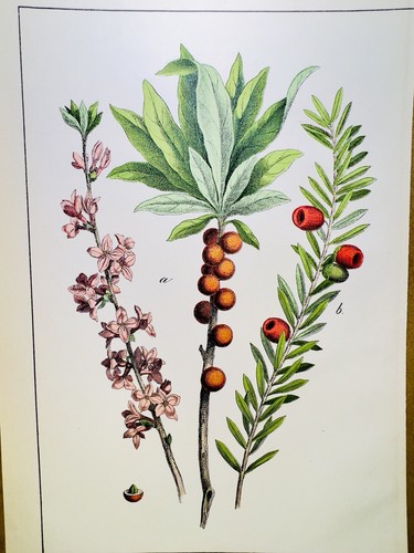 Antico poster fiore - poster,