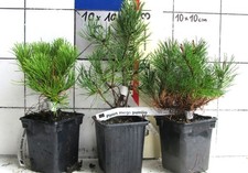 Pinus mugo Pumilio --- pino